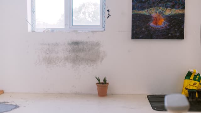 Paintings and a potted plant in Xiaofu Wang's studio